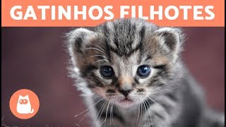 Top VÍDEOS DE GATINHOS ENGRAÇADOS - Alerta fofura extrema!