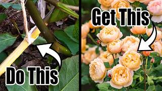 Make Your ROSES EXPLODE With Blooms // FREE Simple HACK by Next Level Gardening 21,828 views 2 months ago 8 minutes, 45 seconds