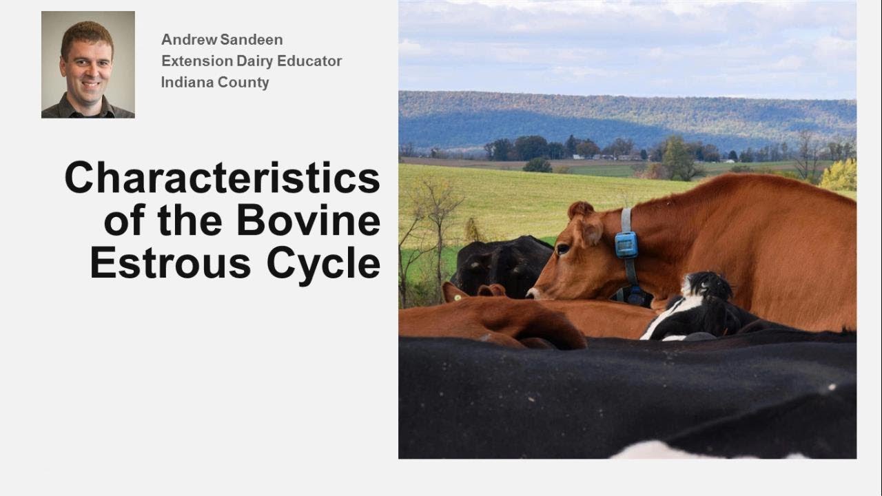 Estrus Cycle in Cows