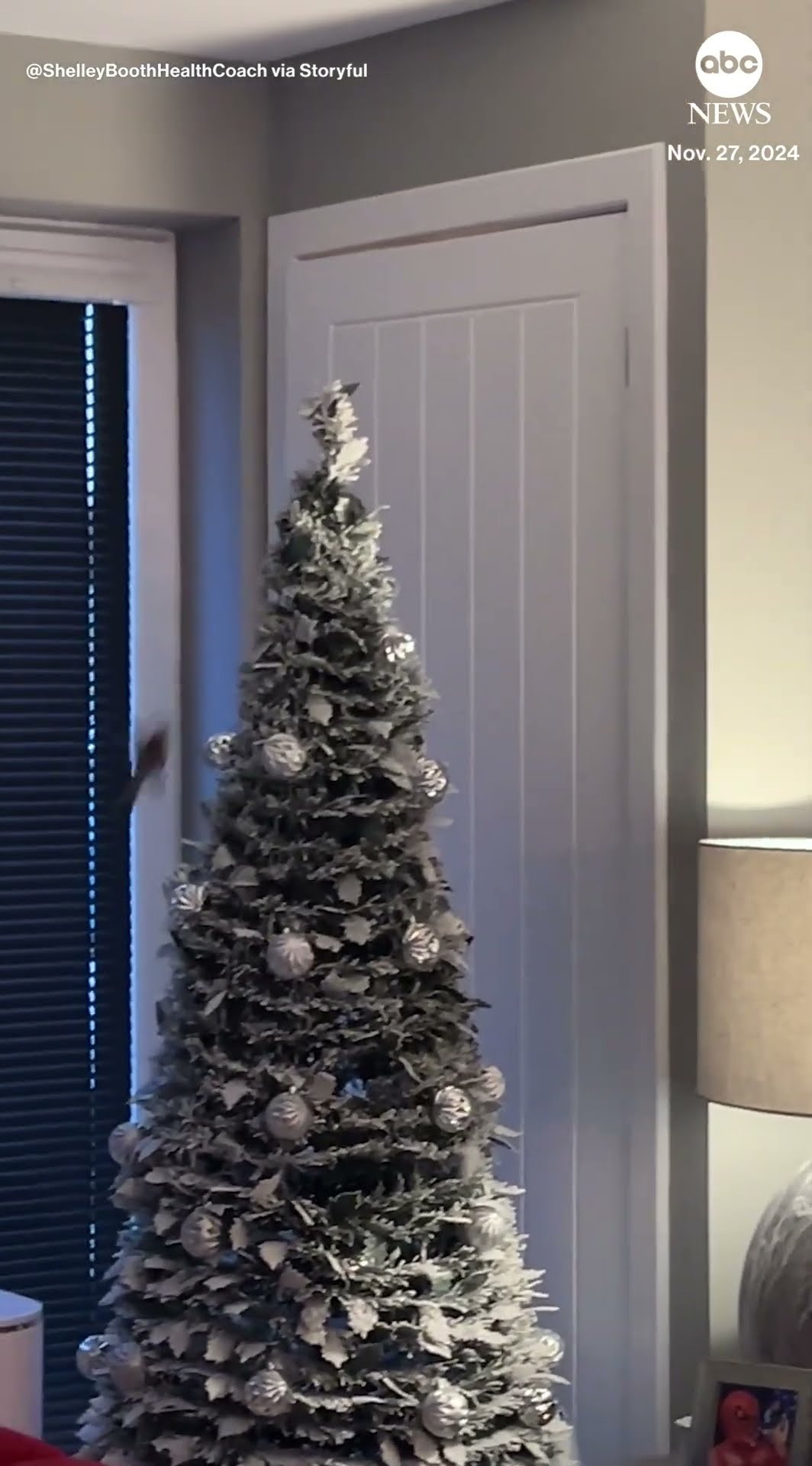 Robin flies into home and perches atop Christmas tree