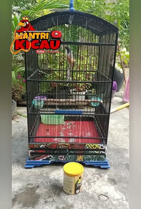 Setingan Simpel Cendet Lomba