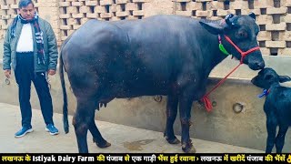 लखनऊ क Istiyak Dairy Farm क पजब स एक गड भस हई रवन - लखनऊ म खरद पजब क भस