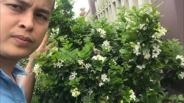 Hoa nguyệt quế nở rộ rất thơm nhiều hoa dễ trồng