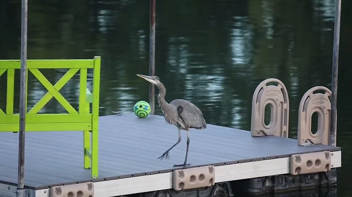 Great Blue Heron - Rainbow Lake
