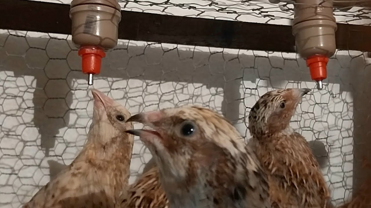 Niple, Bebedouro para Aves. Sem vazamento!