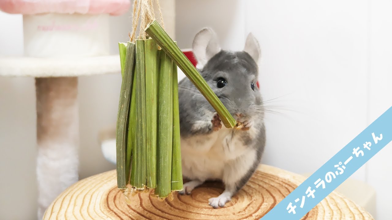 大興奮 大好きなおもちゃが目の前に大量にぶら下がっているとチンチラはこうなる Funny And Cute Chinchilla Youtube