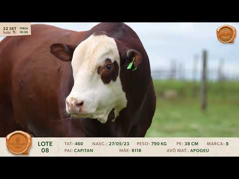 LOTE 08 | 460 | BRAFORD FIRMADO 2026