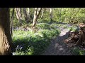 Bluebells at Swan Wood . ( Om Mani  ) .