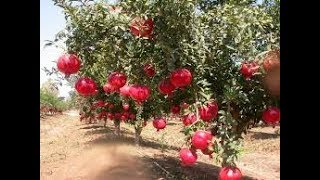 How to make profit from Pomegranate cultivation ದಾಳಿಂಬೆ ಹಣ್ಣು kannada