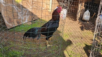 Qaib mos 12k line 10/23/2025