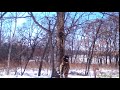 Тигрица Елена в Хинганском государственном заповеднике (Амурская область)