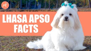 Lhasa Apso Dog Breed: 9 Amazing Facts You Must Know