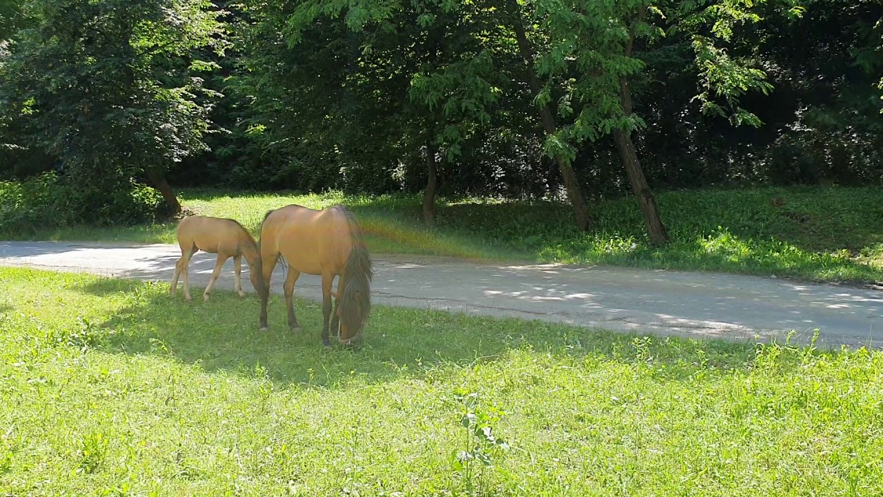 Лошадь с жеребёнком пасутся на лугу. Красивые лошади пасутся на лугу ...