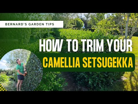 How to trim your Camellia Setsugekka!