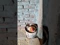 شاهد قبل الحذف 🤭كيف تبيض الفرخة #shorts