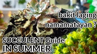 Stop killing your Succulents this Summer || Succulents in Summer Care Guide || Ano dapat gawin?