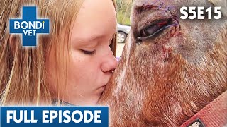 Rescue Horse's Deadly Tumour  | Bondi Vet Season 5 Ep 15 | Bondi Vet Full Episodes | Bondi Vet