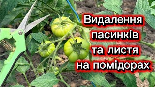 Пасинкування та видалення листя на помідорах. Огляд теплиці.