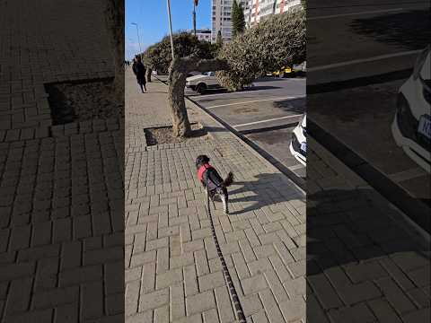 Miniature Schnauzer Happy Days