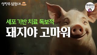 [성장주탐험대] 돼지, 인류의 희망...자가 연골 세포로 치료를 시작하다! - 베리셀 (VCEL)