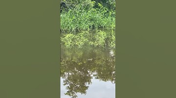 Câu cá lóc - bày ròng ròng khá to #caucaloc #câulure #caucaloc #giaitribinhthuan