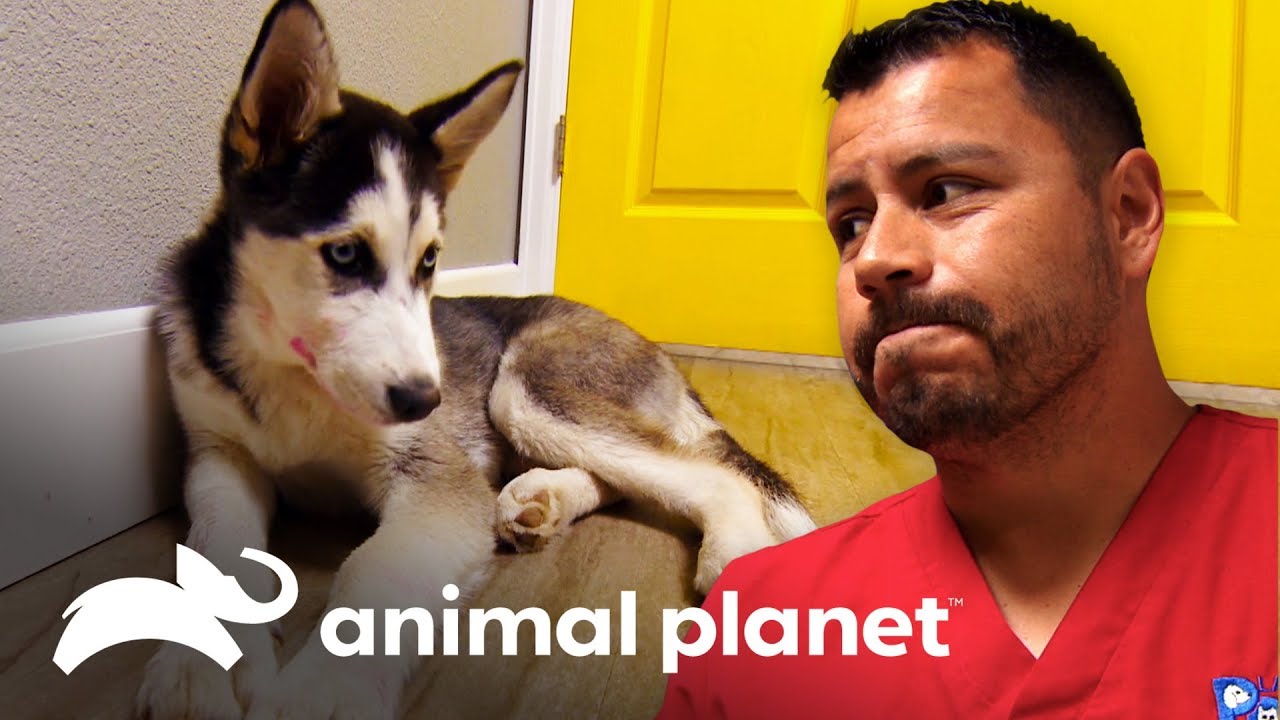 Cachorro está entre a vida e a morte | Veterinário das montanhas | Animal Planet Brasil camera iphone 8 plus apk