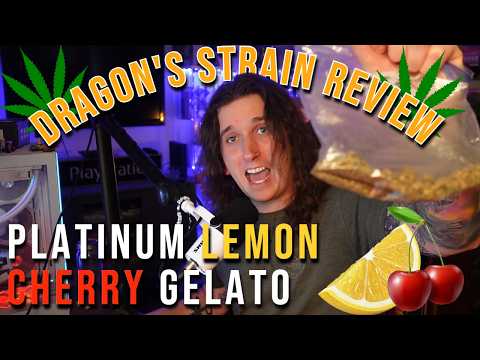 DRAGON'S STRAIN REVIEW || PLATINUM LEMON CHERRY GELATO (Hybrid)