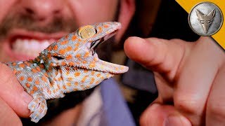 CHOMPED by a GECKO! CHOMPED by a GECKO!