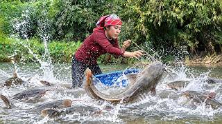 Catching Giant River Fish to Sell at Market with Single mom & Children | Grill Spicy Fish for Lunch