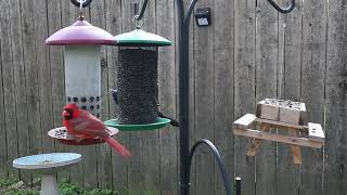 Backyard Birds of Ohio (Finches, Sparrows, Grackles and Cardinals)