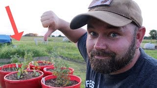 The Truth About ARMS FAMILY HOMESTEADS DIY Self Wicking Containers! Self Watering Tubs