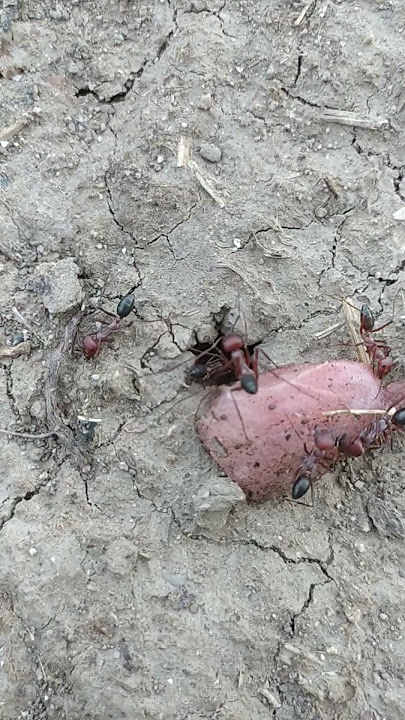 They deserved this. Watch the previous episode. #ant #antcolony
