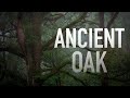 Woodland Photography: Photographing Ancient Oak Trees in the Mist