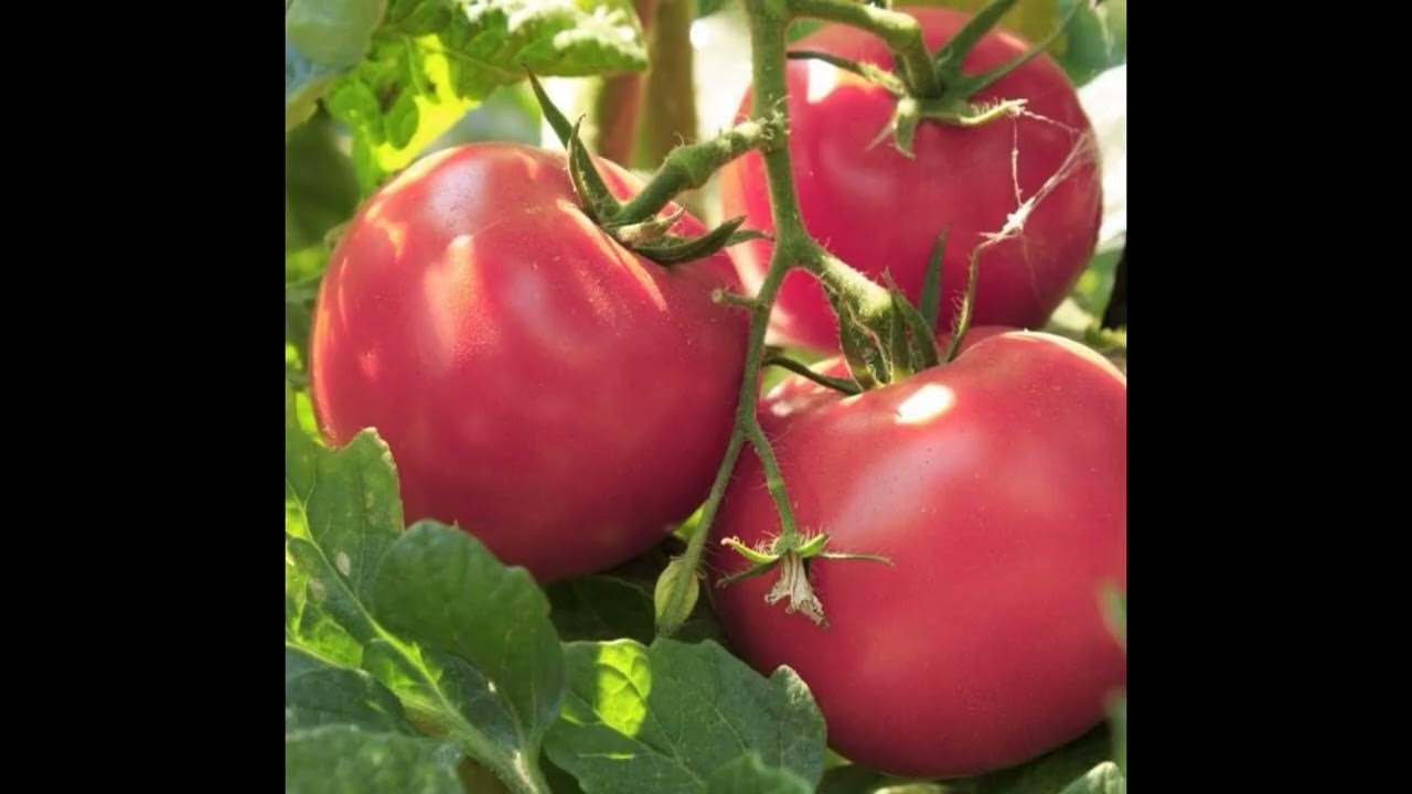Самый лучший томат в мире 2023 г.!Высокоурожайный, сладкий и вкусный ...
