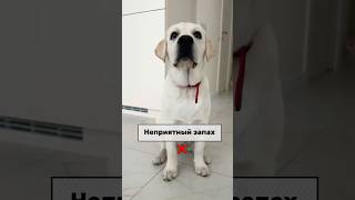 Неприятный запах? Теперь ни запаха, ни стресса.АРТ WB #WW179778#собака #уходзасобакой