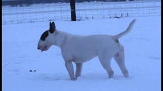 Twirre Roaming Around In The Snow