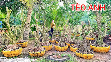 Bán Cây Cảnh 13/11 Lô Nguyệt Quế Đế Đẹp và Hoa Giấy Xác Pháo | Tèo Anh