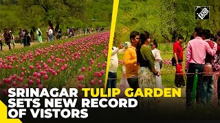 Asia’s largest Tulip Garden in Srinagar breaks record, attracts 4.5 lakh visitors