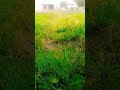 sbbahanlla