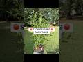 I stopped pruning my tomatoes… and here’s whay happened 😳 #garden  #growingtomatoes