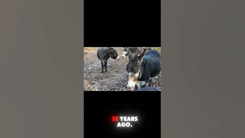 "10 Amazing Facts About Donkeys 🐴✨" #animalfacts #tsfacts1 #facts #knoweledgefacts #animals