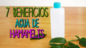 Como fazer a água de Hamamelis?
