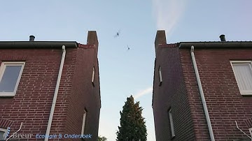 Invliegende gierzwaluw - slow motion