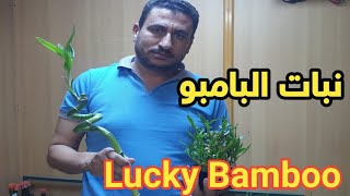 شجرة البامبو /عصا موسي/نبات الخيزران/Lucky Bamboo