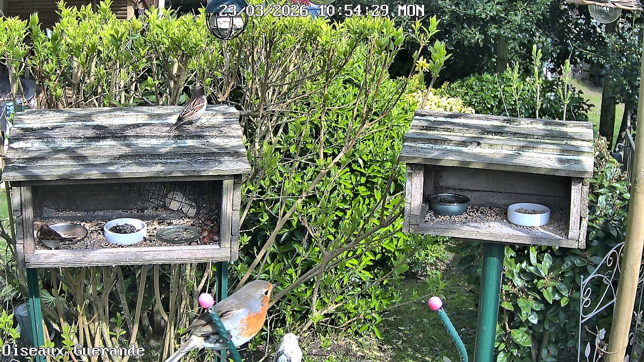 Garden Birds Live – Guérande — Guérande, Pays de la Loire live camera thumbnail