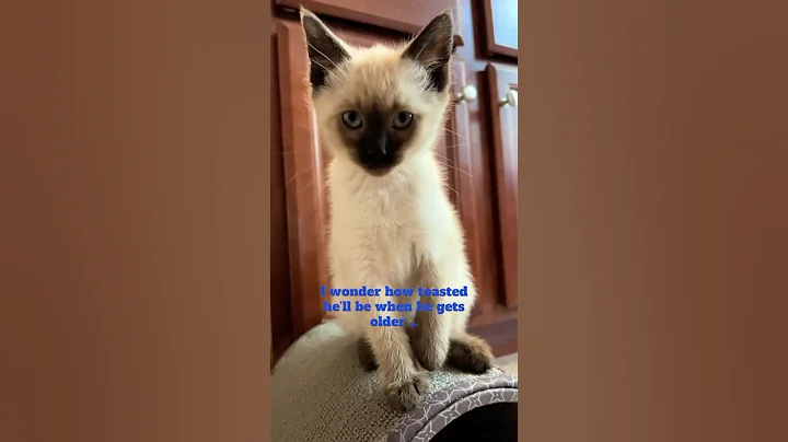 Video 10902521: siamese point