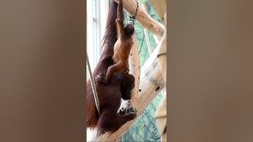 Orangutan Sari and Kendari Found Hidden Goodies#shorts#funnyvideo#orangutans#funnyanimals#zoo