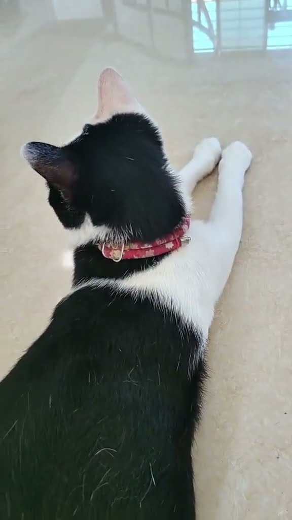 C magnifique vidéo chat noir ⚫️ ⚫️ ⚫️