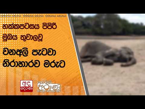 හක්කපටසය පිපිරී මුඛය තුවාලවූ වනඅලි පැටවා නිරාහාරව මරුට | Ada Derana