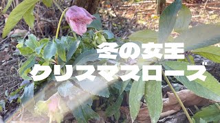 ４８【クリスマスローズの植え替え】里山花壇づくり